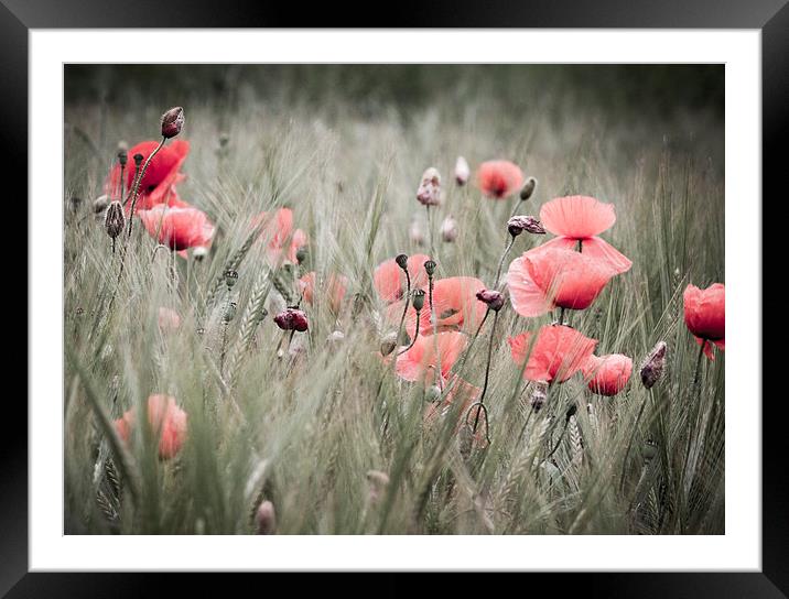 Poppies  Framed Mounted Print by chris smith