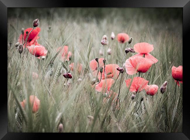 Poppies  Framed Print by chris smith