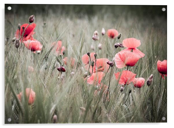 Poppies  Acrylic by chris smith