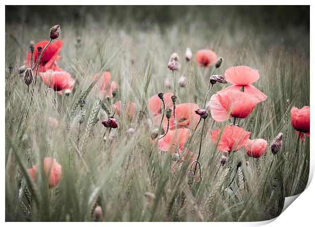 Poppies  Print by chris smith