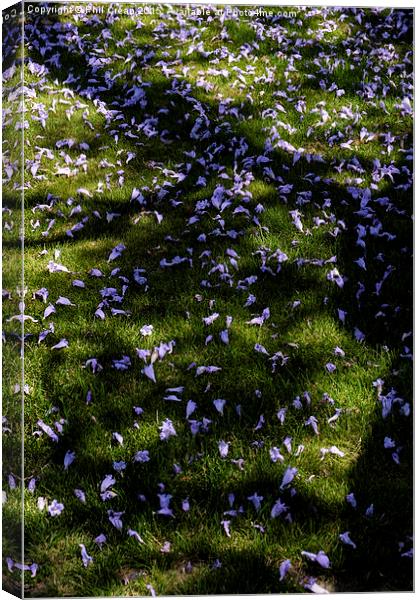  Jacaranda petals on grass, Tenerife Canvas Print by Phil Crean