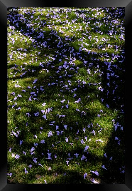  Jacaranda petals on grass, Tenerife Framed Print by Phil Crean