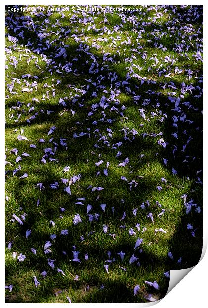  Jacaranda petals on grass, Tenerife Print by Phil Crean