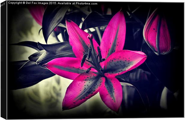 variegated lilly flower Canvas Print by Derrick Fox Lomax