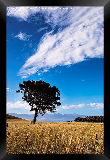  Reaching for the clouds Framed Print by Phil Crean