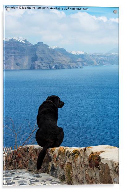 Santorini Dog Acrylic by Martin Parratt