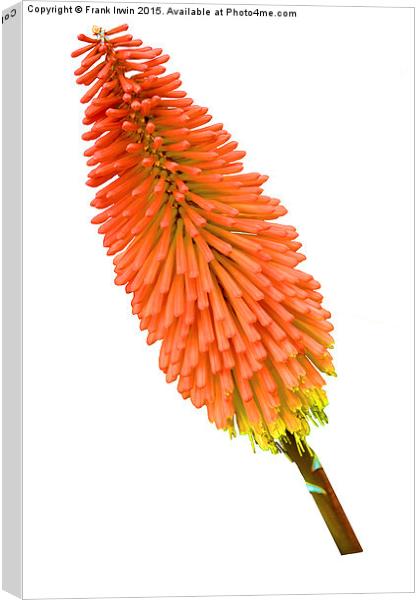 Red Hot Poker plant, Kniphofia. Canvas Print by Frank Irwin