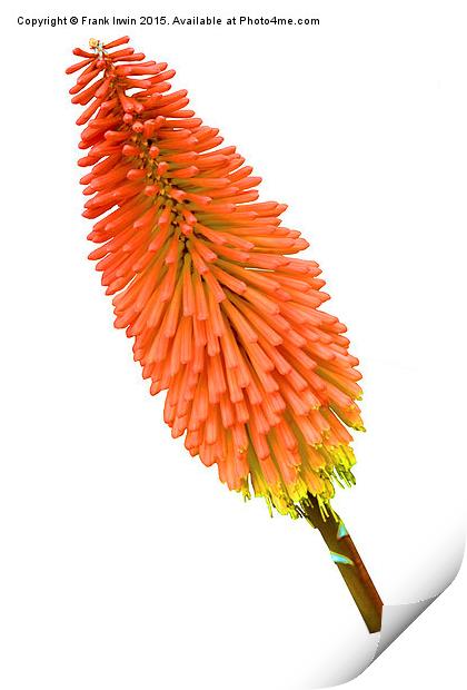 Red Hot Poker plant, Kniphofia. Print by Frank Irwin