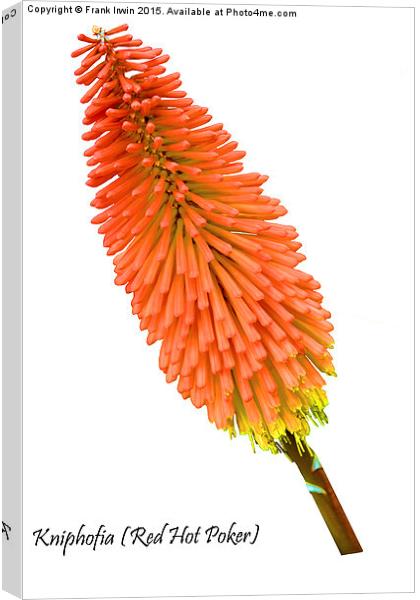  Red Hot Poker plant, Kniphofia. Canvas Print by Frank Irwin