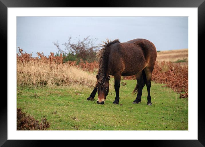 Exmoor pony rare breed. Framed Mounted Print by chris smith