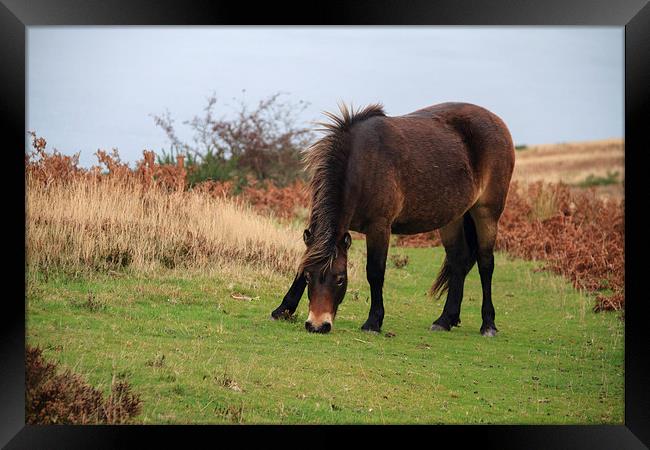 Exmoor pony rare breed. Framed Print by chris smith