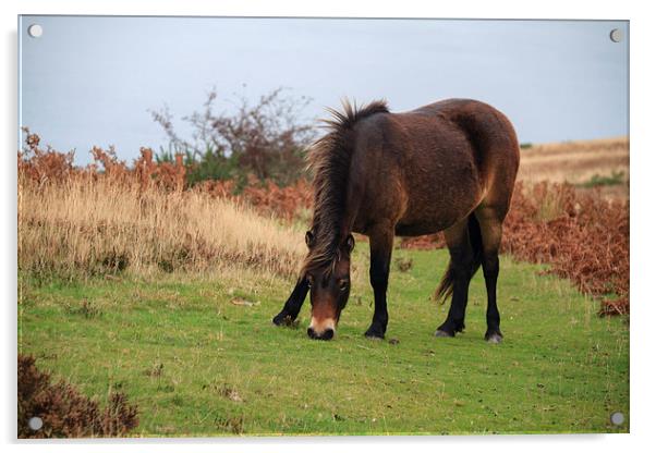 Exmoor pony rare breed. Acrylic by chris smith