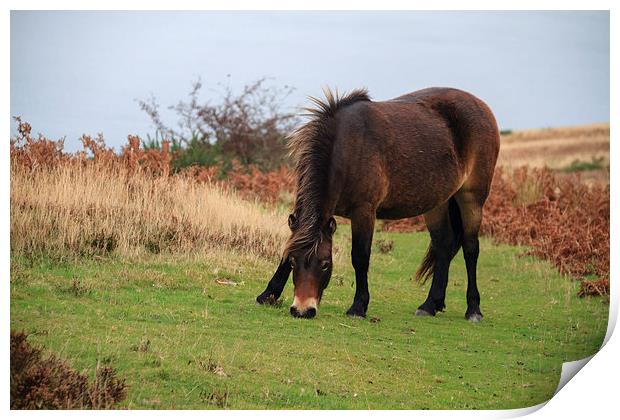 Exmoor pony rare breed. Print by chris smith