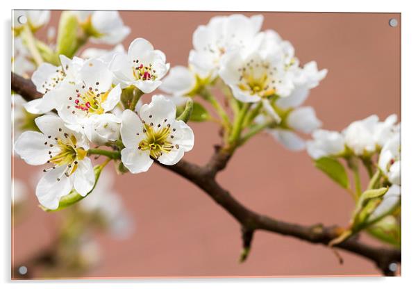Pear Blossom.  Acrylic by chris smith