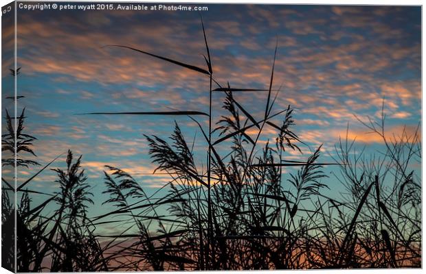 Wild Reeds and Grasses Canvas Print by peter wyatt
