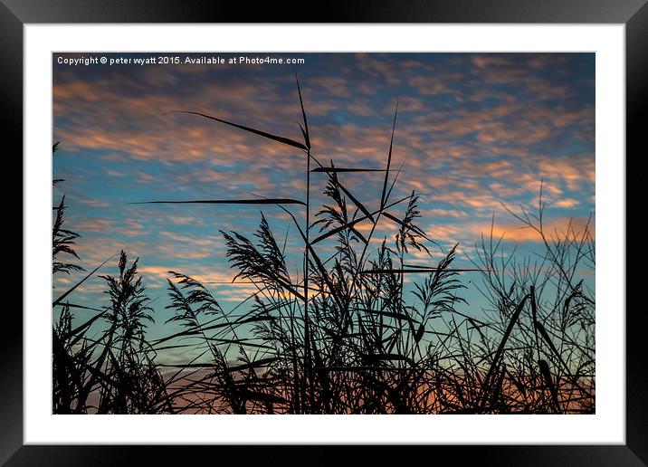 Wild Reeds and Grasses Framed Mounted Print by peter wyatt