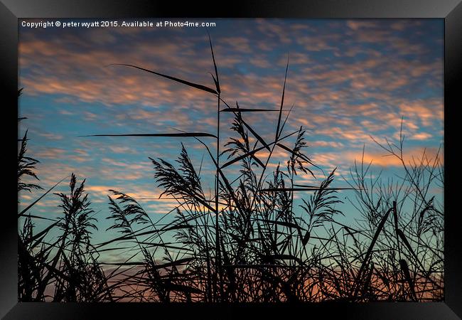 Wild Reeds and Grasses Framed Print by peter wyatt