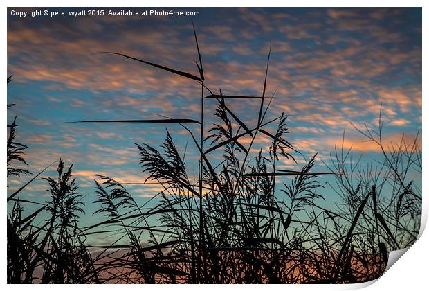 Wild Reeds and Grasses Print by peter wyatt