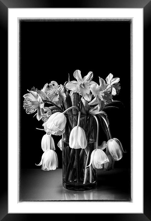  Wilting flowers fine art Framed Mounted Print by Stephen Giles