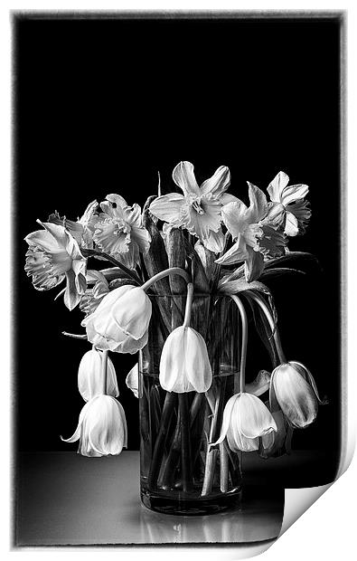  Wilting flowers fine art Print by Stephen Giles
