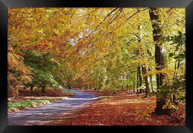 Remote country road through Autumnal woodland. Nor Framed Print by Liam Grant