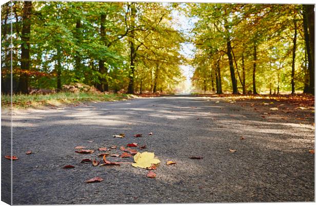 Remote country road through Autumnal woodland. Nor Canvas Print by Liam Grant