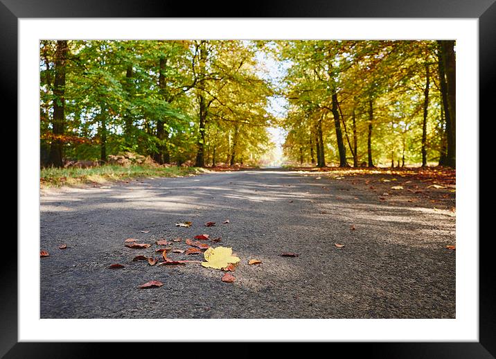 Remote country road through Autumnal woodland. Nor Framed Mounted Print by Liam Grant