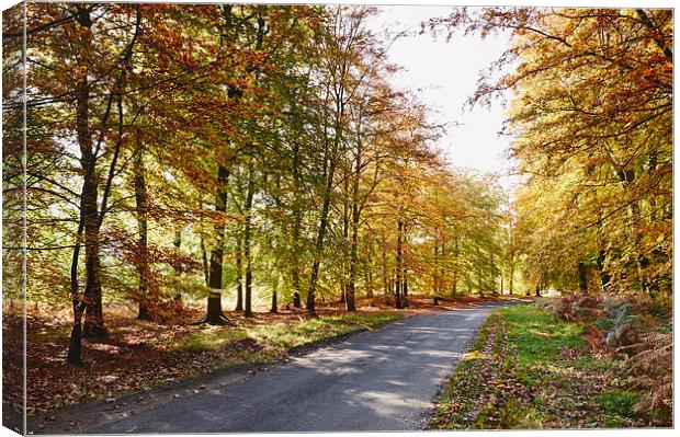 Remote country road through Autumnal woodland. Nor Canvas Print by Liam Grant