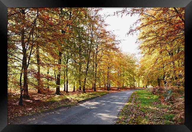 Remote country road through Autumnal woodland. Nor Framed Print by Liam Grant