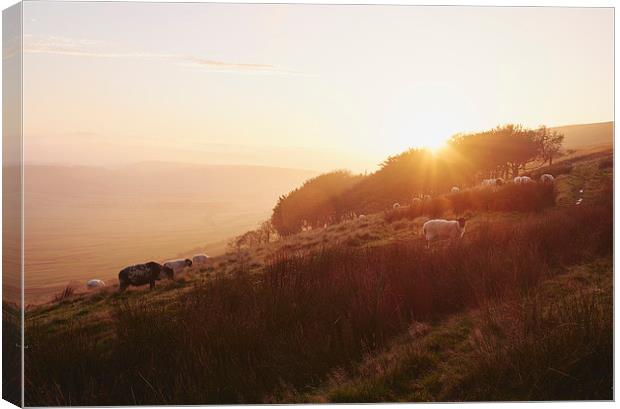 Sheep grazing on hillside at sunset. Derbyshire, U Canvas Print by Liam Grant
