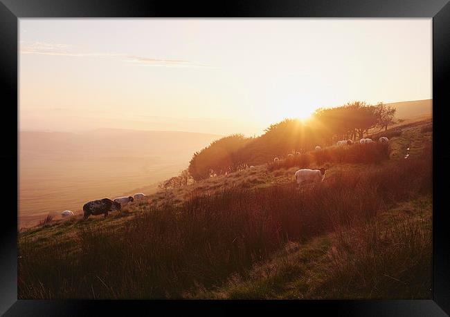 Sheep grazing on hillside at sunset. Derbyshire, U Framed Print by Liam Grant