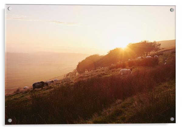 Sheep grazing on hillside at sunset. Derbyshire, U Acrylic by Liam Grant