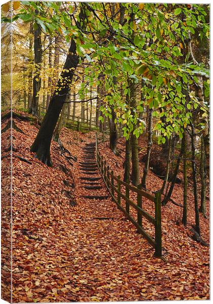 Steps through autumnal woodland. Derbyshire, UK. Canvas Print by Liam Grant