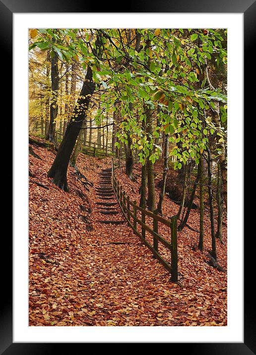 Steps through autumnal woodland. Derbyshire, UK. Framed Mounted Print by Liam Grant