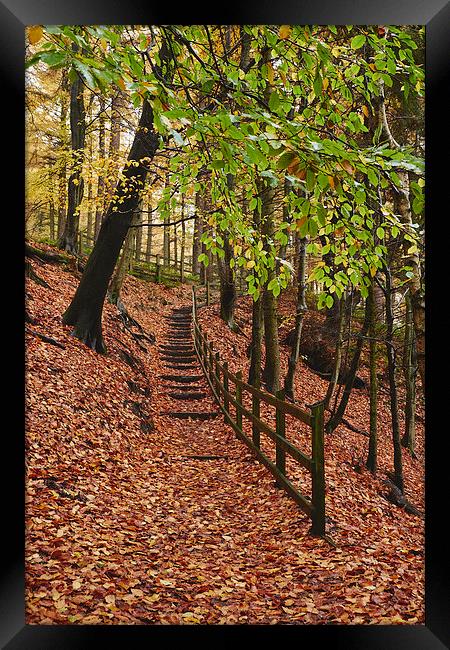 Steps through autumnal woodland. Derbyshire, UK. Framed Print by Liam Grant
