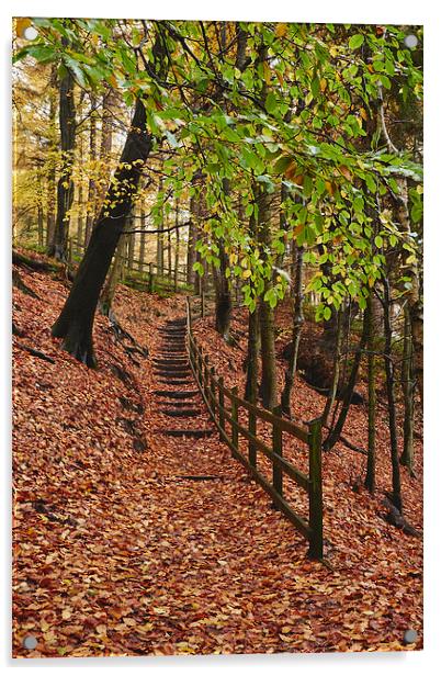 Steps through autumnal woodland. Derbyshire, UK. Acrylic by Liam Grant
