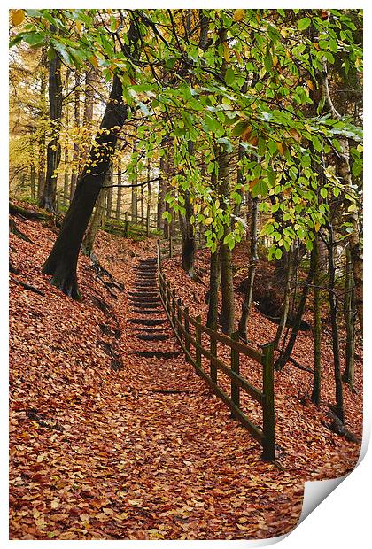 Steps through autumnal woodland. Derbyshire, UK. Print by Liam Grant