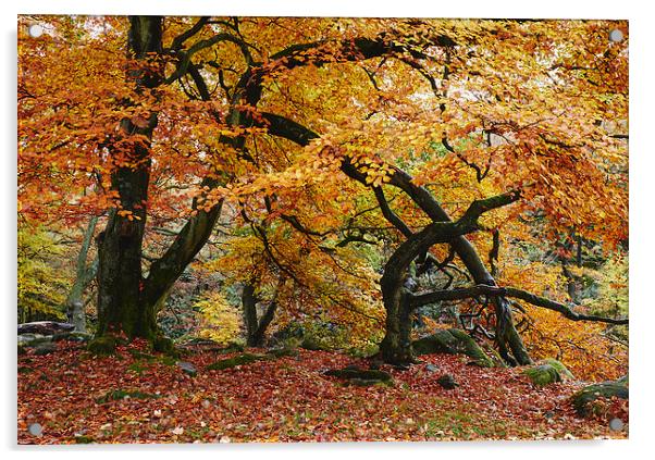 Autumnal woodland. Padley Gorge, Derbyshire, UK. Acrylic by Liam Grant