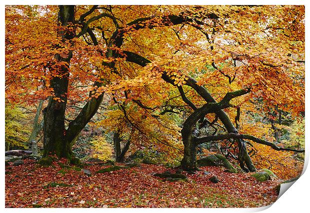 Autumnal woodland. Padley Gorge, Derbyshire, UK. Print by Liam Grant