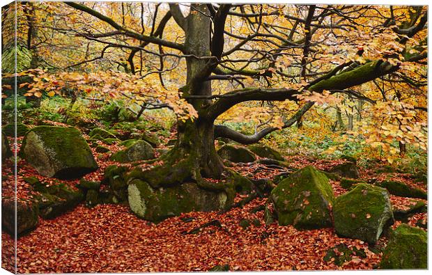 Autumnal woodland. Padley Gorge, Derbyshire, UK. Canvas Print by Liam Grant