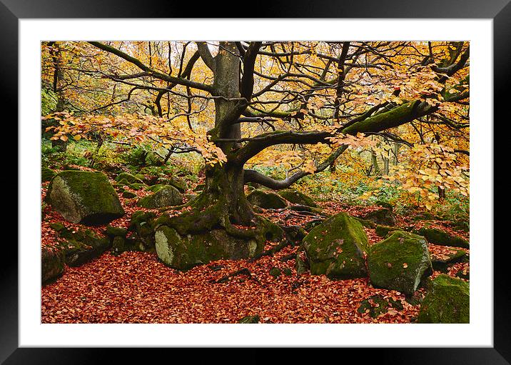 Autumnal woodland. Padley Gorge, Derbyshire, UK. Framed Mounted Print by Liam Grant