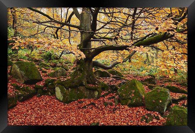 Autumnal woodland. Padley Gorge, Derbyshire, UK. Framed Print by Liam Grant
