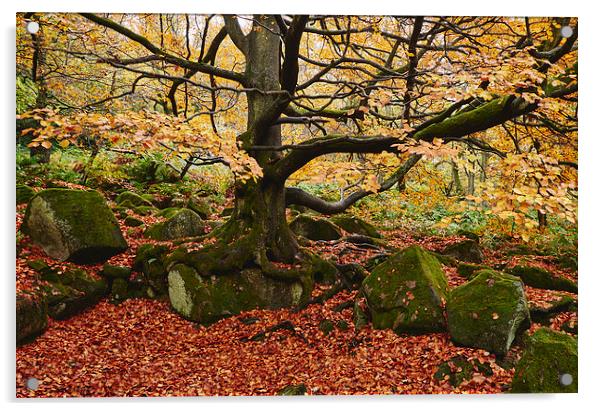 Autumnal woodland. Padley Gorge, Derbyshire, UK. Acrylic by Liam Grant
