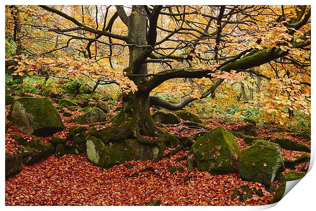 Autumnal woodland. Padley Gorge, Derbyshire, UK. Print by Liam Grant