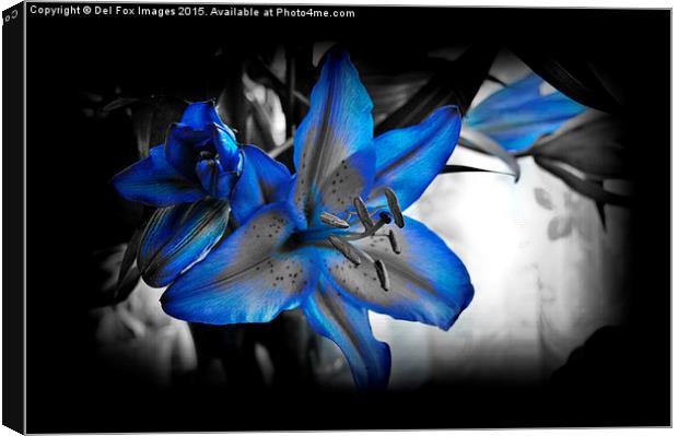  variegated lilly flower Canvas Print by Derrick Fox Lomax