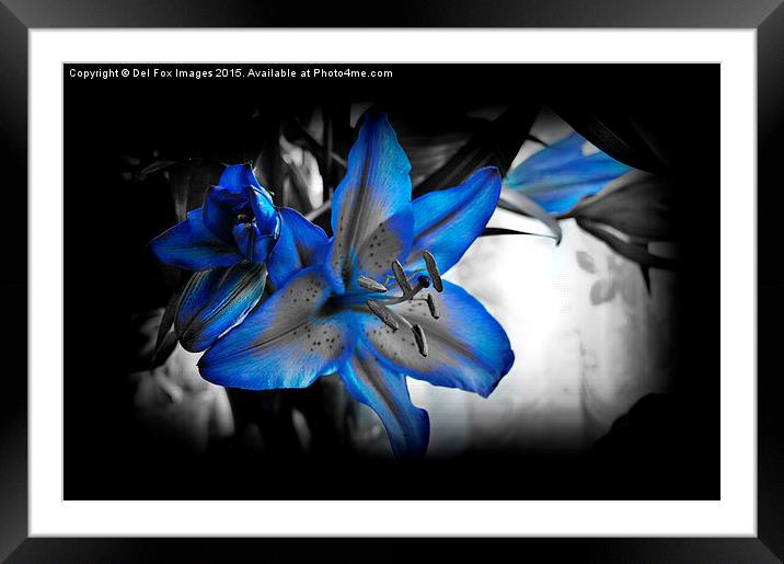  variegated lilly flower Framed Mounted Print by Derrick Fox Lomax