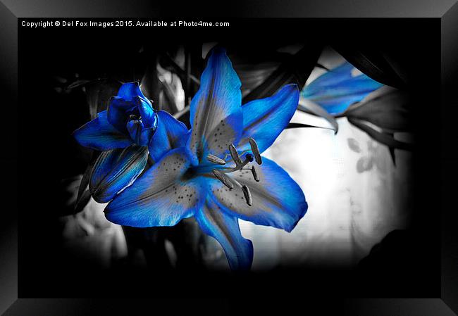  variegated lilly flower Framed Print by Derrick Fox Lomax