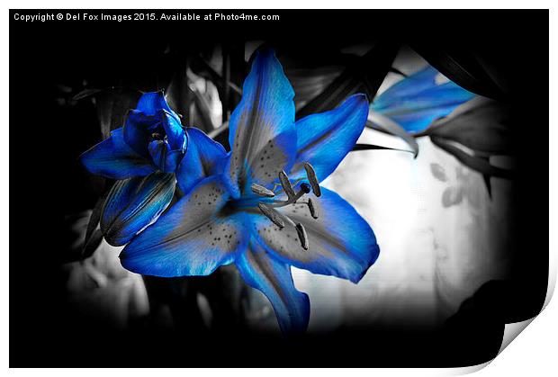  variegated lilly flower Print by Derrick Fox Lomax