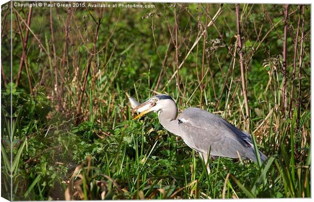  The Heron who got the prize Canvas Print by Paul Green
