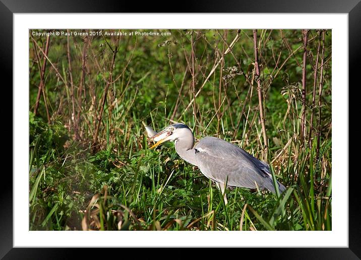  The Heron who got the prize Framed Mounted Print by Paul Green